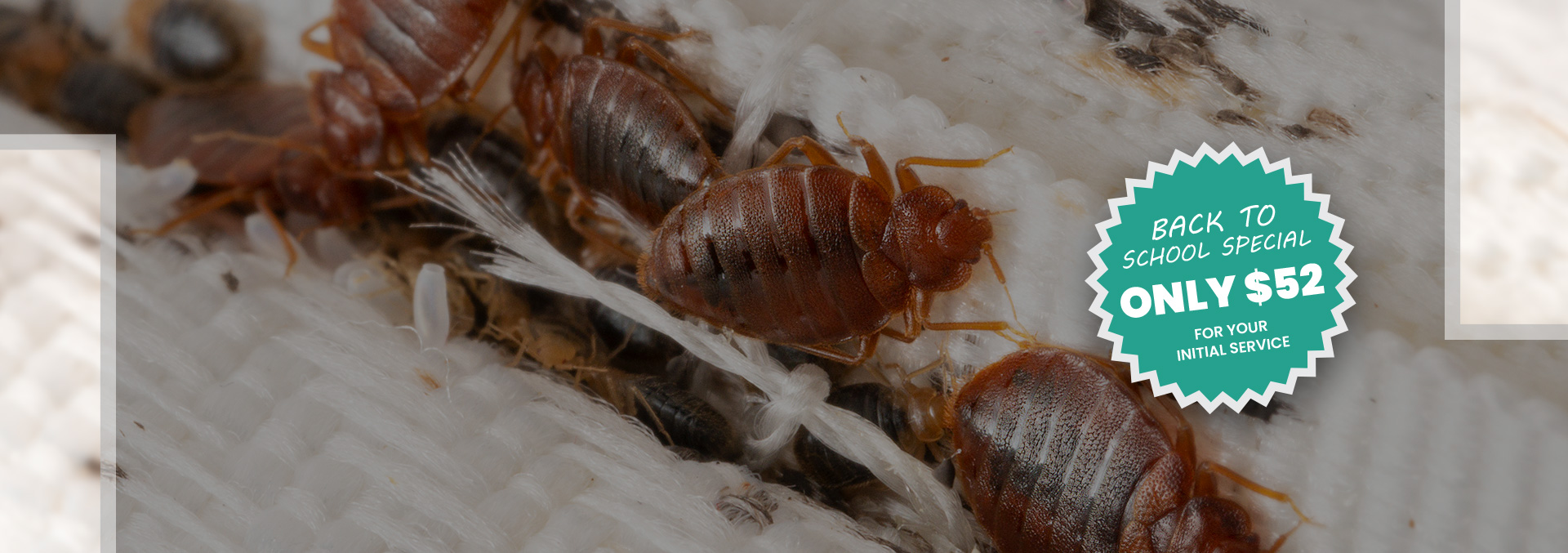 Bed Bug Identification & Prevention | Midstate Termite & Pest Control