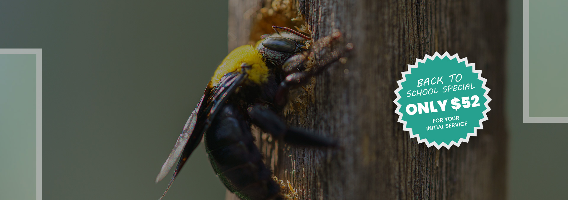Carpenter Bee Identification & Prevention Midstate Termite & Pest Control