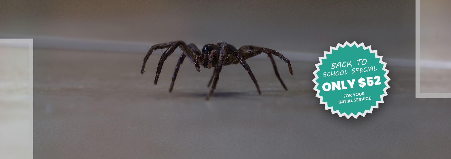 Spiders Be Gone Expert Tips For Effective Spider Control For Your