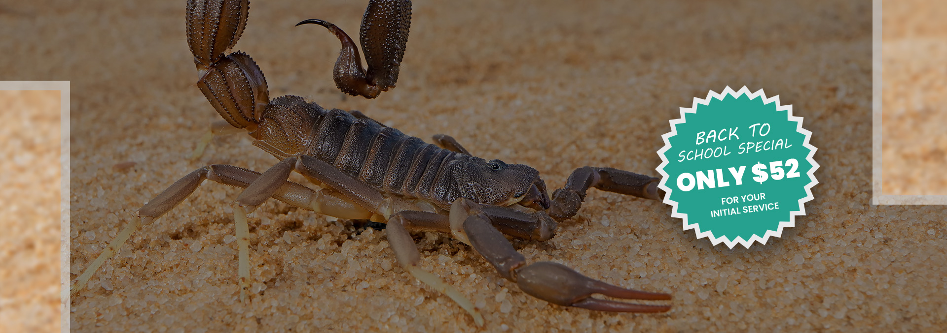 Scorpions of Tennessee Midstate Termite & Pest Control