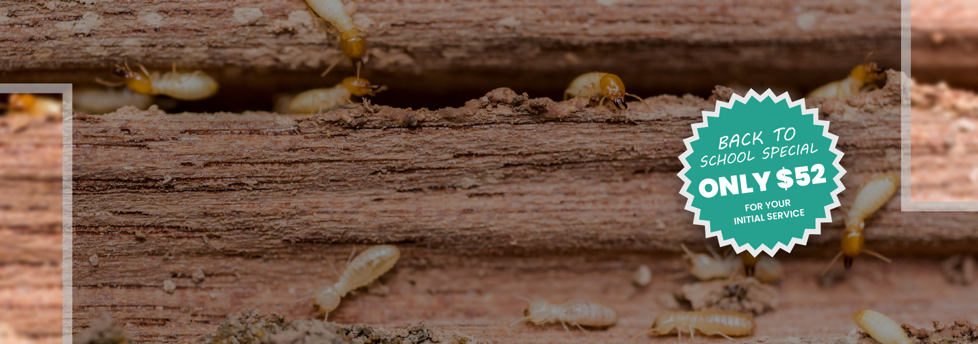 Termite Control | Midstate Termite & Pest Control