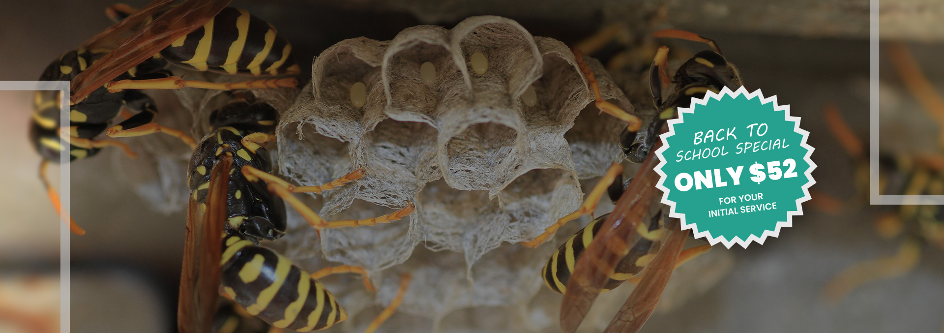 Wasps Identification & Prevention