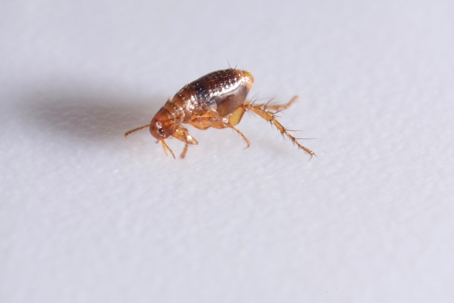 Close-up of a brown, amber colored flea | Midstate Termite & Pest Control