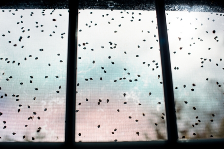 Home infested by Asian Ladybugs and Flies | Midstate Pest Control