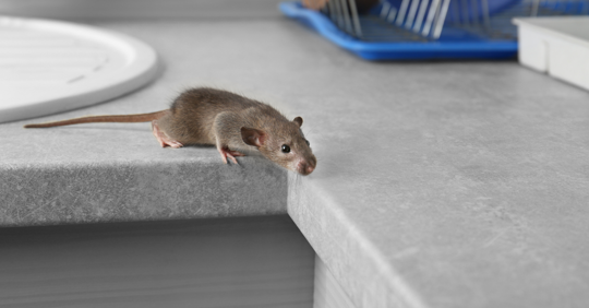 Mouse on a kitchen countertop