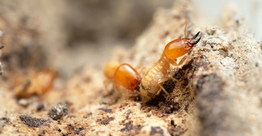 termites