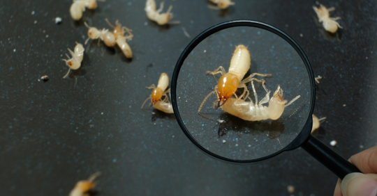 termites under a magnifying glass