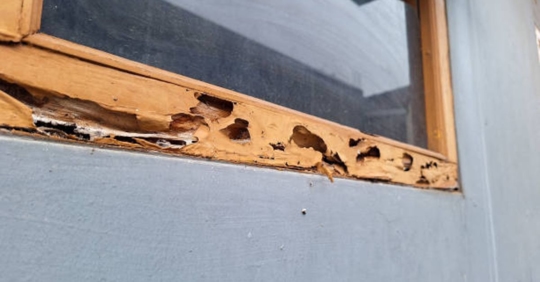termite damage