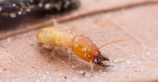 termite