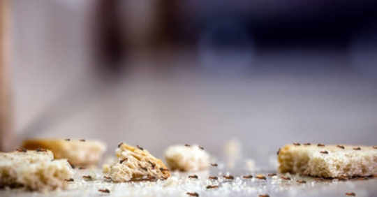 ants in kitchen