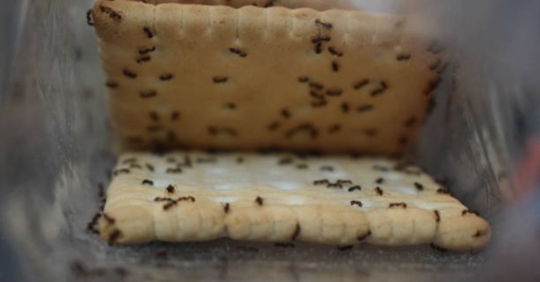 ants in crackers