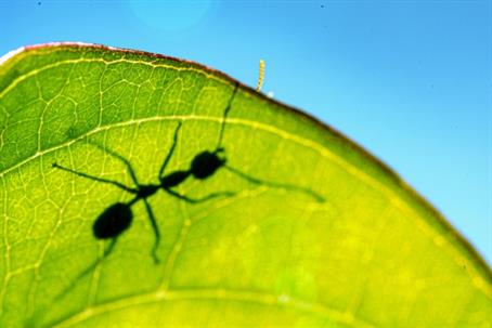 Best Ways to Get Rid of Ants in Your Home