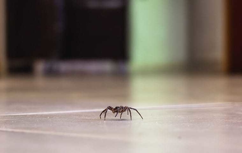 small spider crawling across house's kitchen floor