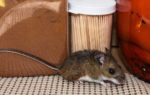 house mouse in a kitchen pantry