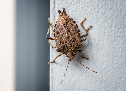 A close-up of a brown stink bug. | Midstate Termite & Pest Control