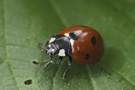 A close-up of a lady bug resting on a leaf. | Midstate Termite & Pest Control