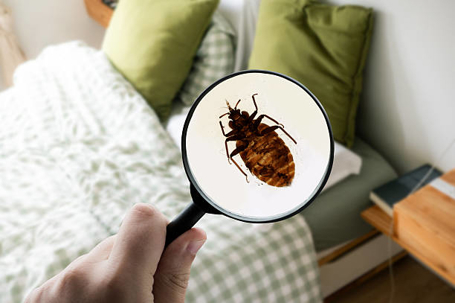 bed bug
