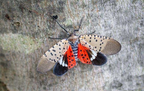 a spotted lantern fly