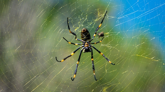 Best Spring Pest Prevention Tips for Ants & Spiders
