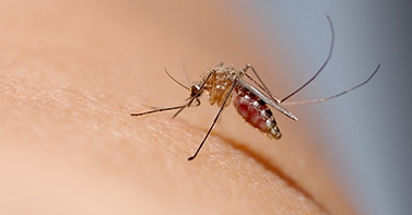 mosquito on human skin