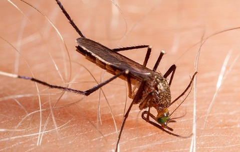 mosquito biting into skin