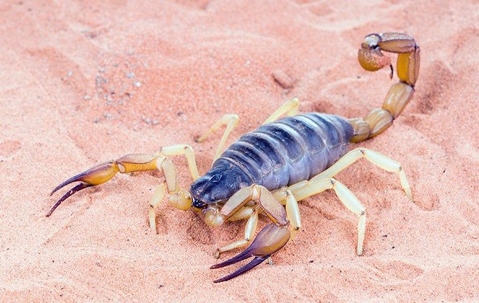 scorpion in the sand