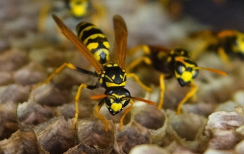 yellow jacket wasps in their hive/nest