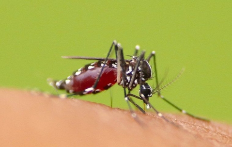 a mosquito whose abdomen is filled with fresh blood from its latest bite
