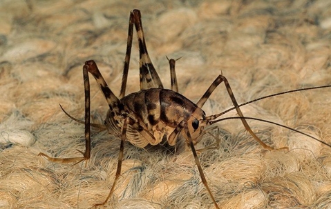 a cricket on the ground