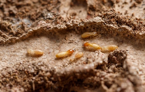termite larva