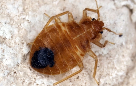 a large bed bug up close