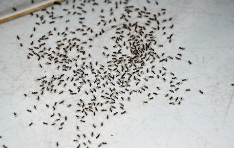 an ant infestation on tiled floor