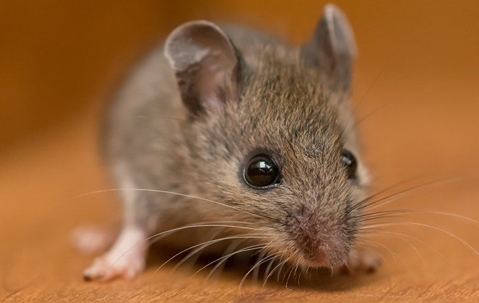 small mouse