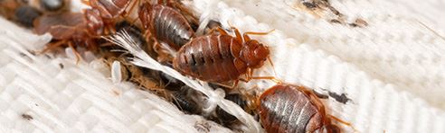 Bed Bug Control