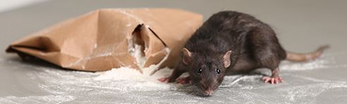 Mice & Rat Control