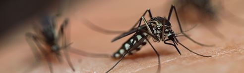 Mosquito Control